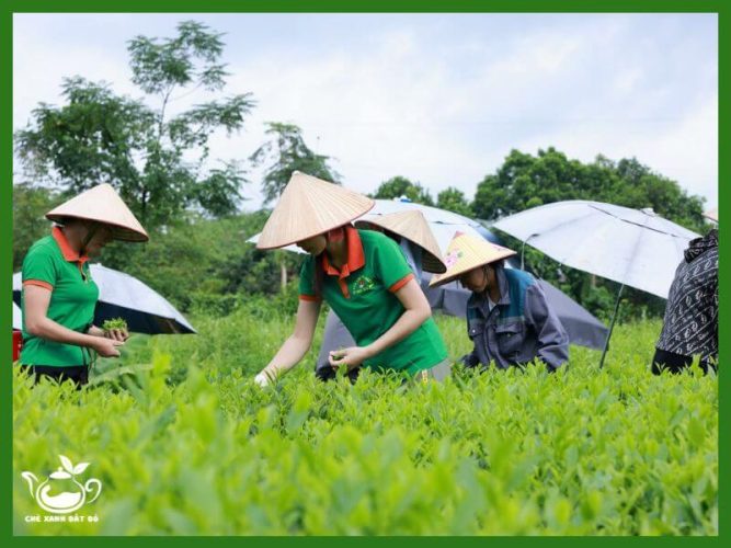 quy-trinh-lam-tra-xanh-kho