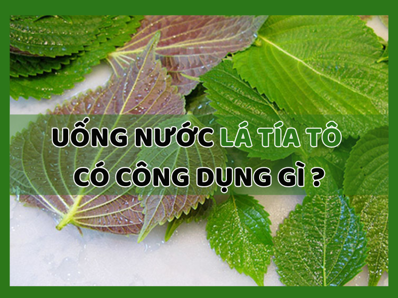 Uống Nước Lá Tía Tô Có Công Dụng Gì?