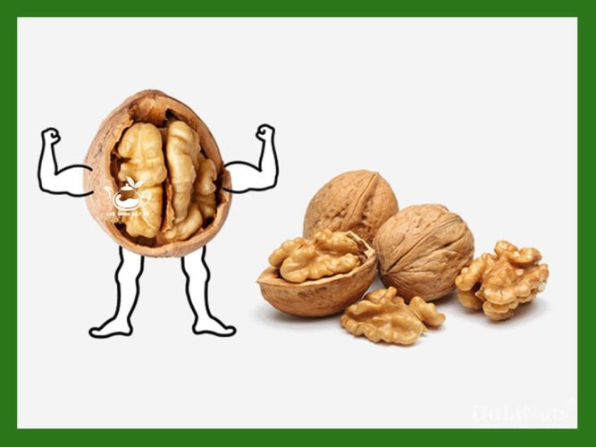 Hạt óc chó giúp tăng cường hệ miễn dịch