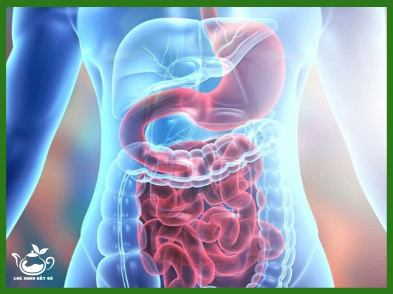 Công dụng của bột cần tây hỗ trợ hệ tiêu hóa