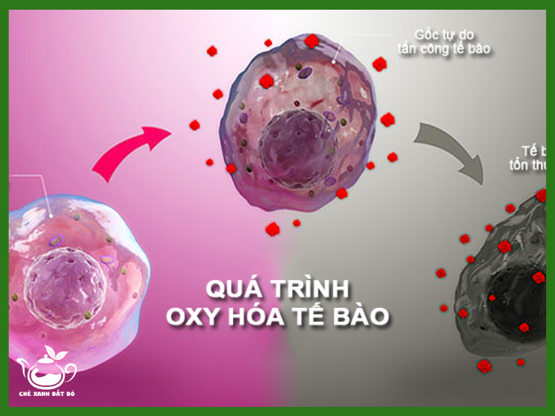 Công dụng của hạt é hỗ trợ chống oxy hóa