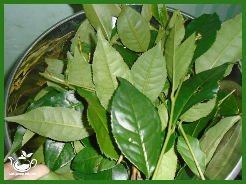 Tác Dụng Của Trà Xanh Tươi