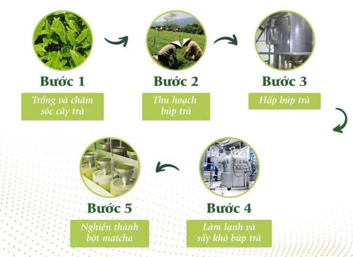 quy trình sản xuất bột matcha