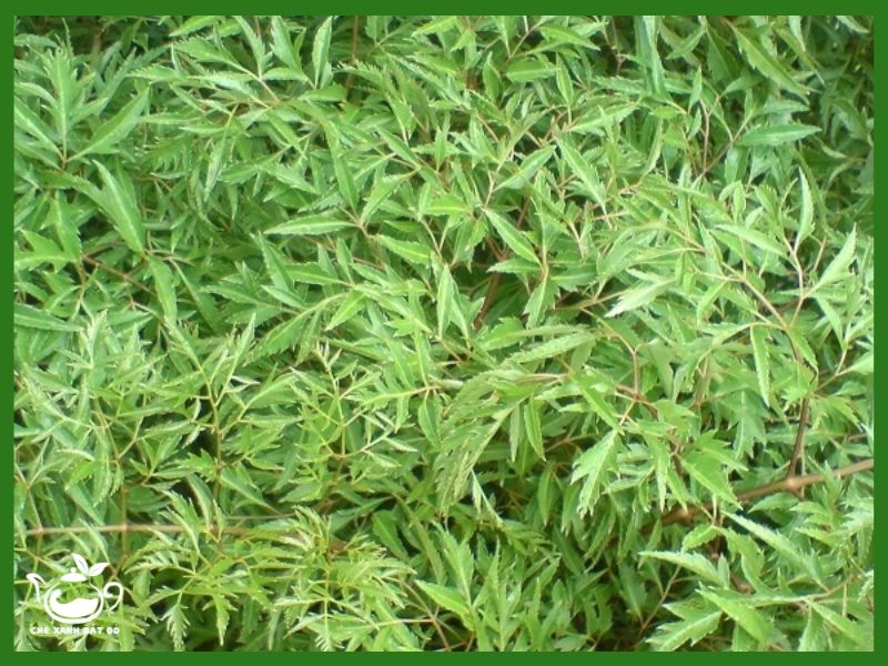 uống nước lá đinh lăng có tác dụng gì