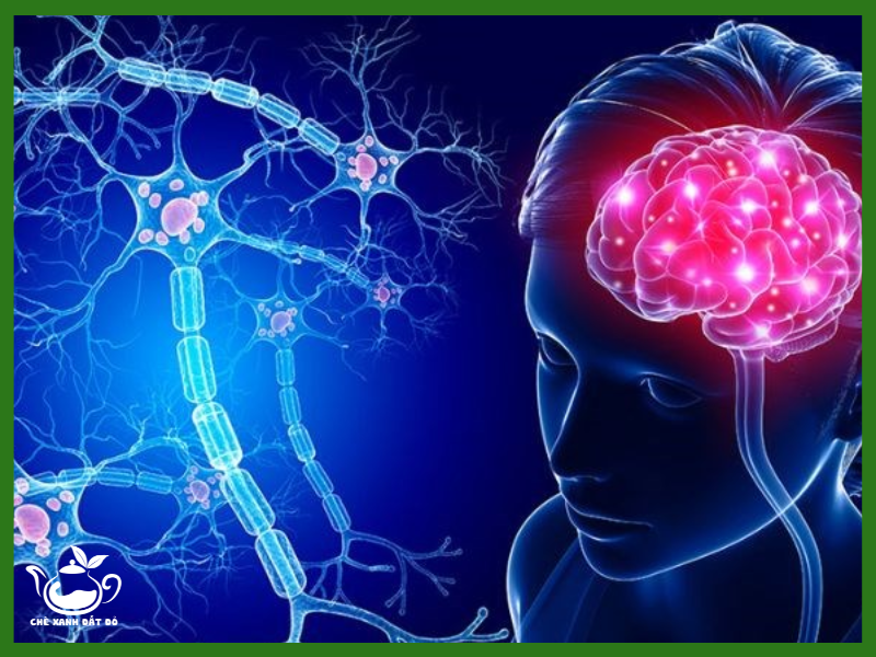 Công dụng chè dưỡng nhanh là bổ não