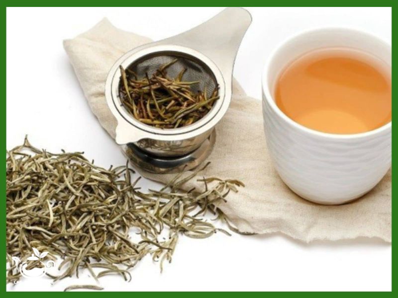 cây shan tuyết cổ thụ