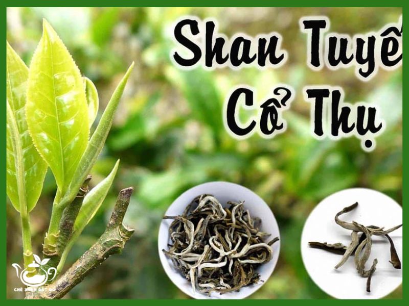 trà shan tuyết cổ thụ mua ở đâu