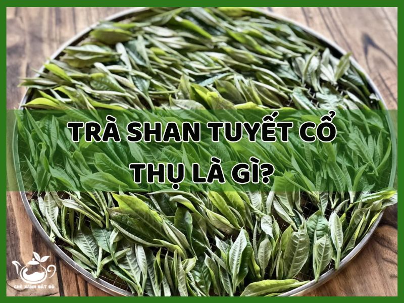 trà shan tuyết cổ thụ là gì