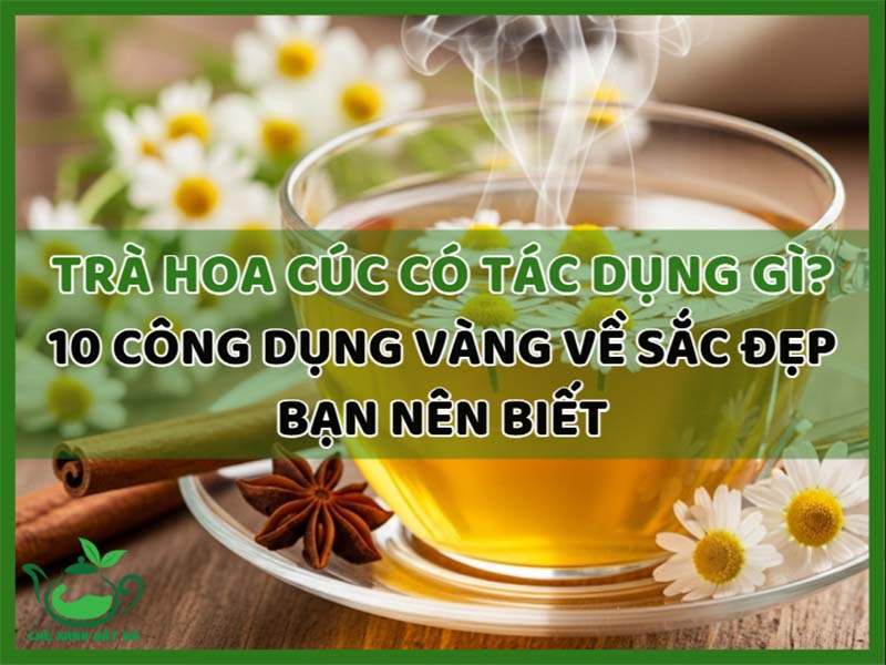 Trà Hoa Cúc Có Tác Dụng Gì