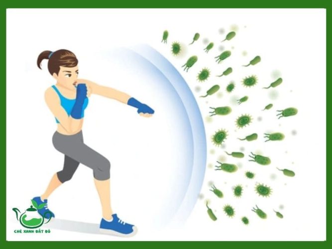 12 Tác Dụng Của Trà Sả