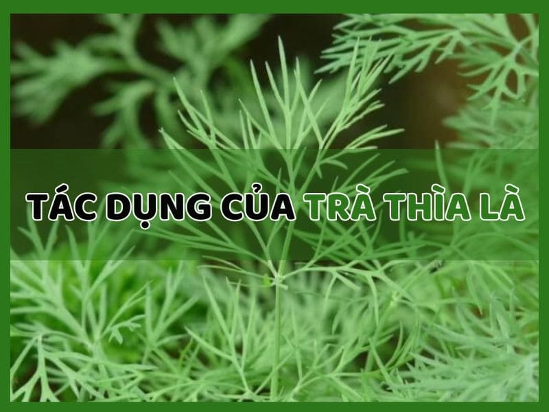 tác dụng của trà thìa là