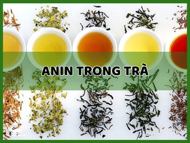 tanin trong trà