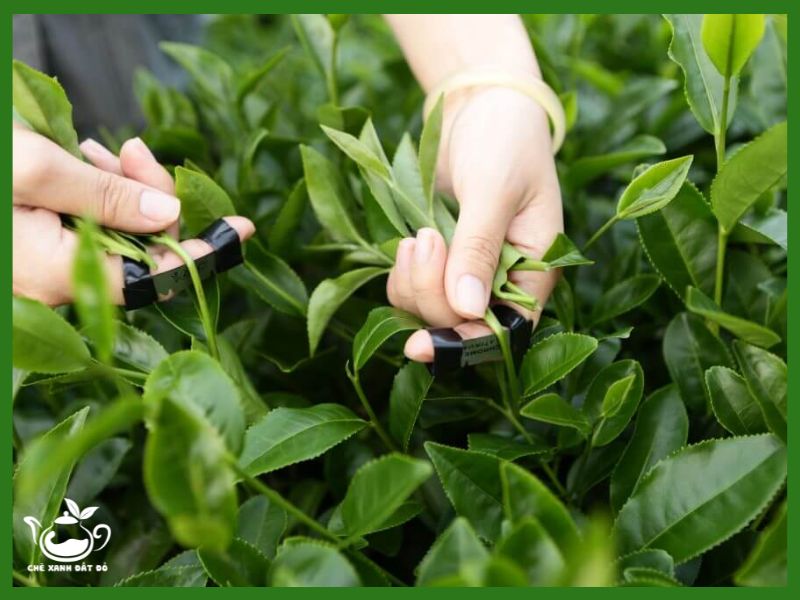 công dụng của trà ô lông