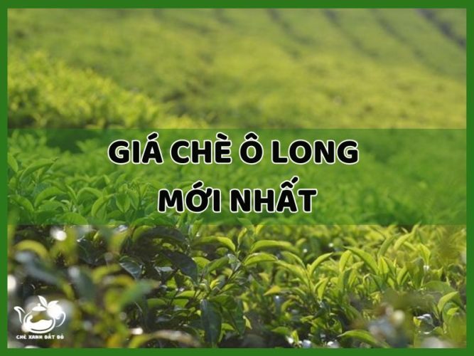 giá chè ô long