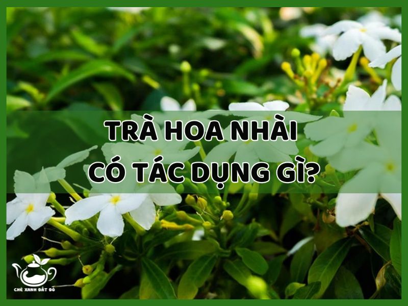 trà hoa nhài có tác dụng gì